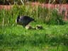 canada geese young