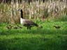canada geese young