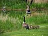 canada geese and heron